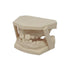 Uniz zDENTAL 500mL SAND (TAN / BEIGE FONCE )